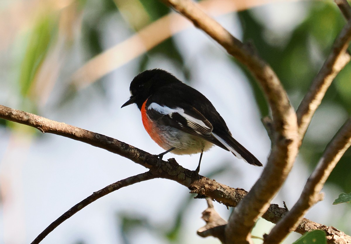 Scarlet Robin (Campbell's) - ML620369311