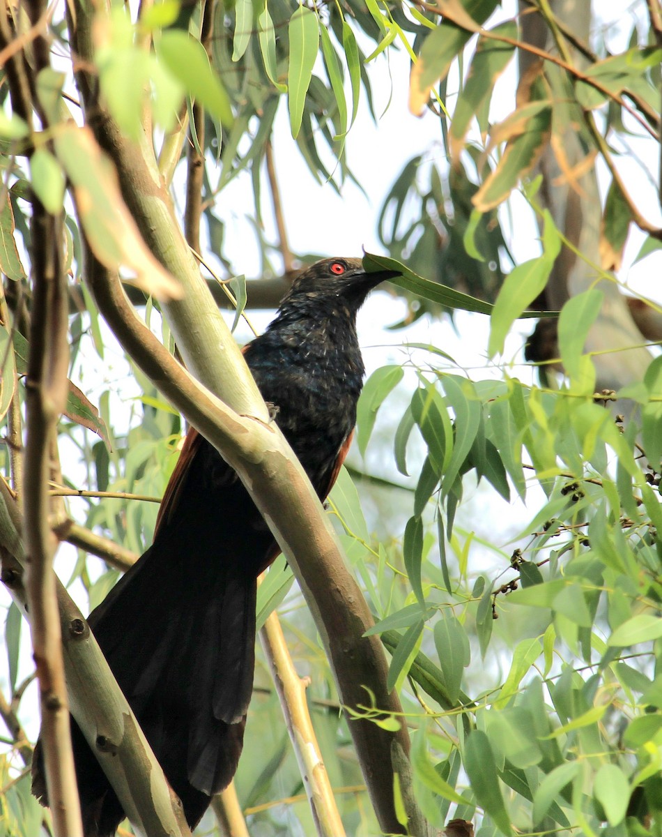 Greater Coucal - ML620369317