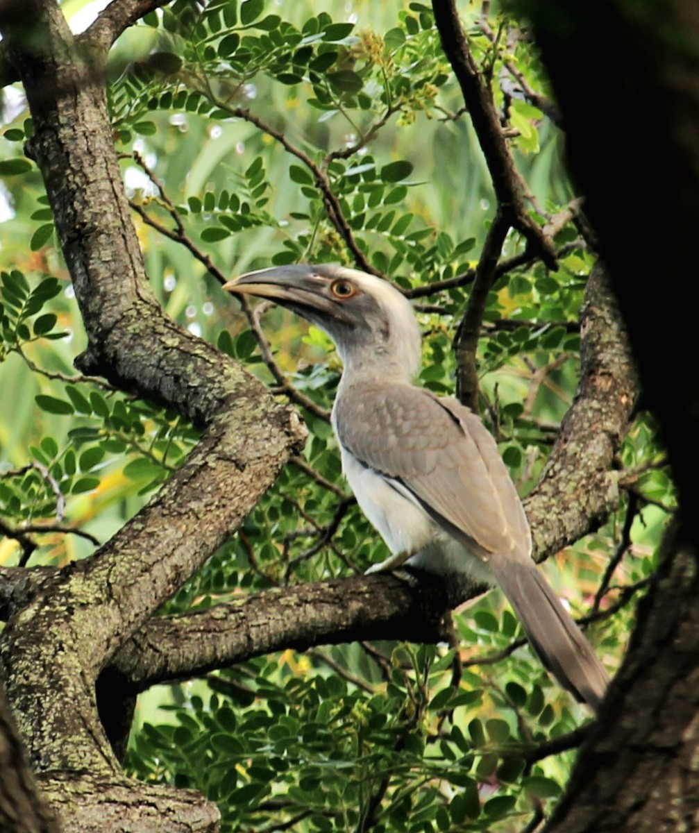 Indian Gray Hornbill - ML620369342