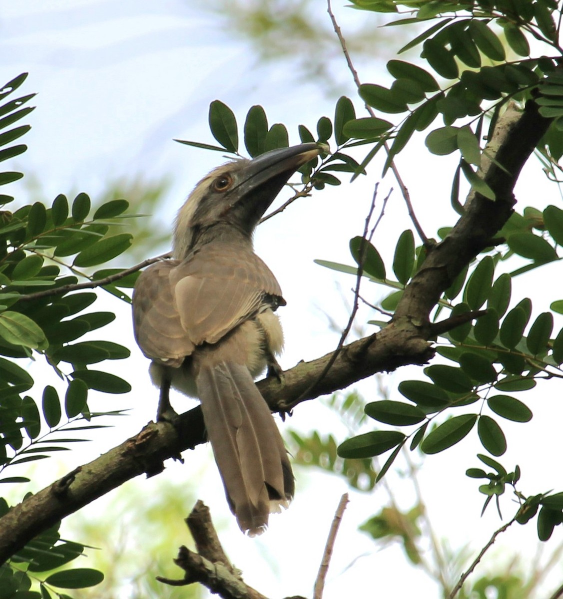 Indian Gray Hornbill - ML620369343