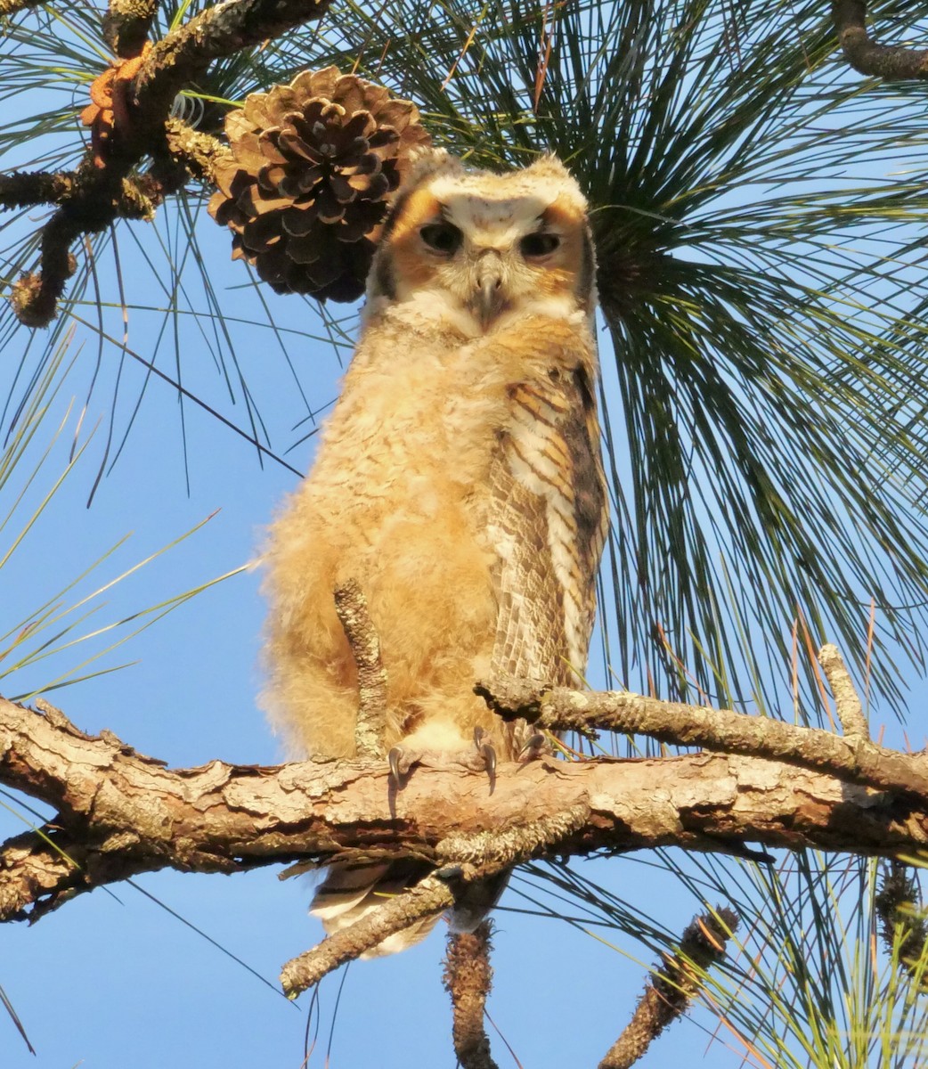 Great Horned Owl - ML620369348