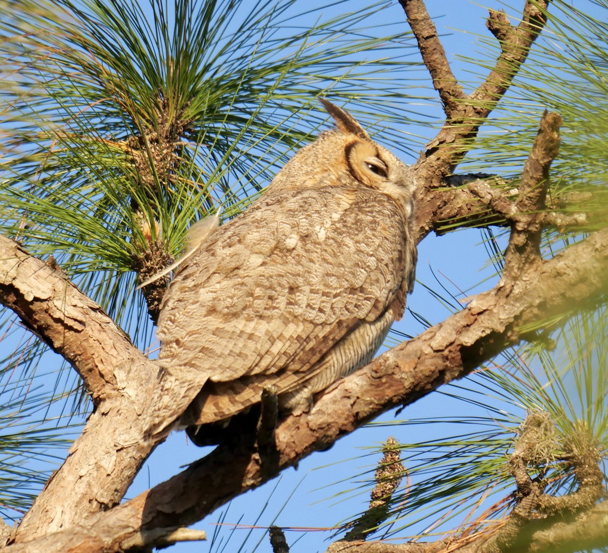 Great Horned Owl - ML620369349