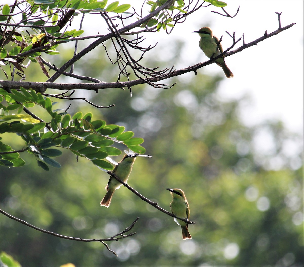 Asian Green Bee-eater - ML620369351