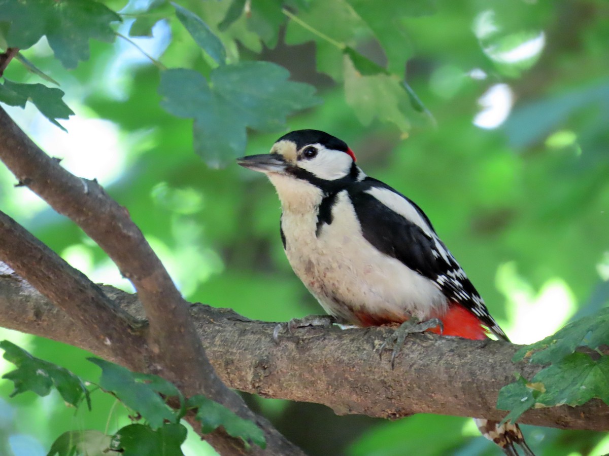 Great Spotted Woodpecker - ML620369371