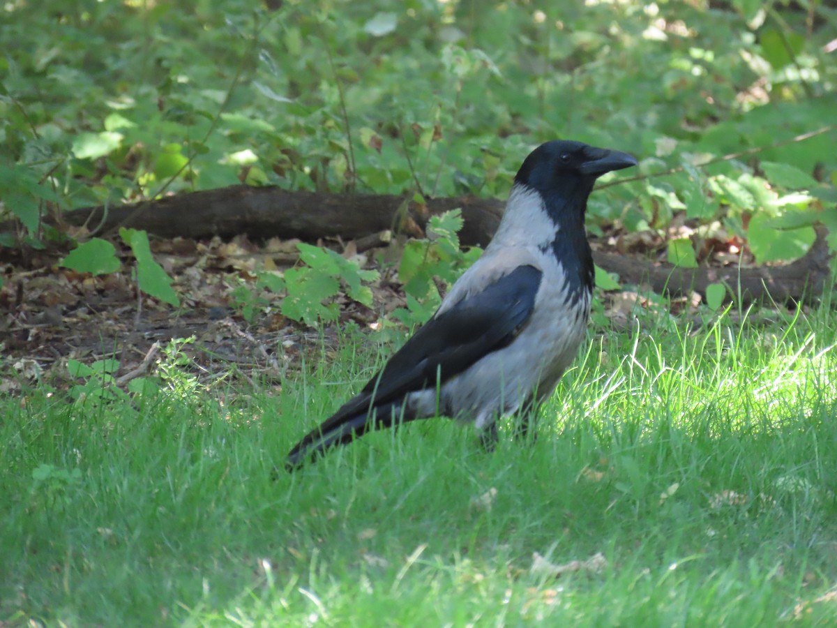 Hooded Crow - ML620369374