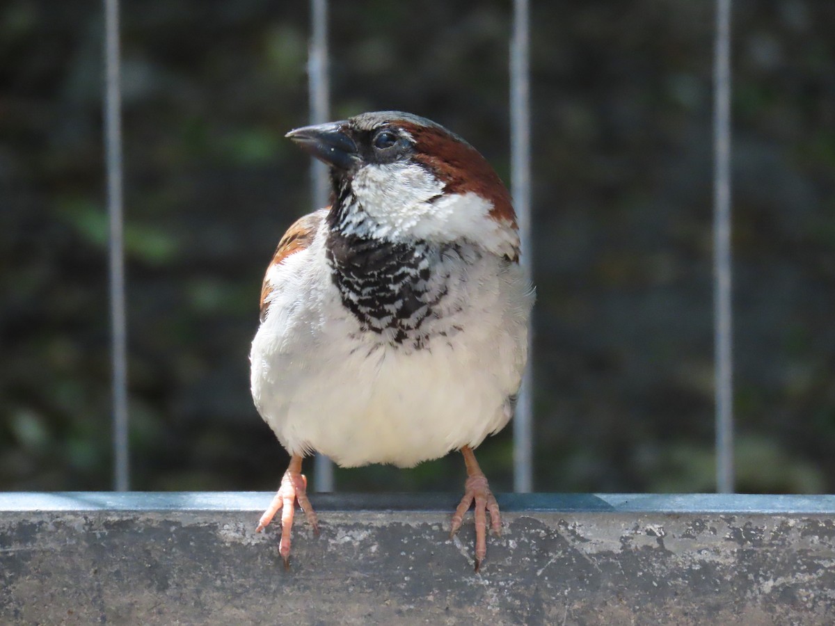 House Sparrow - ML620369386