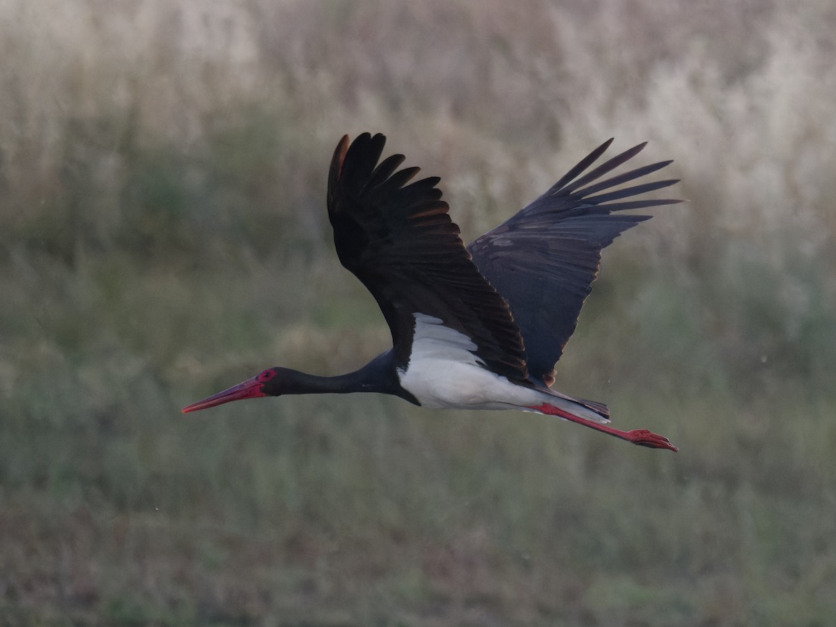 Black Stork - ML620369395