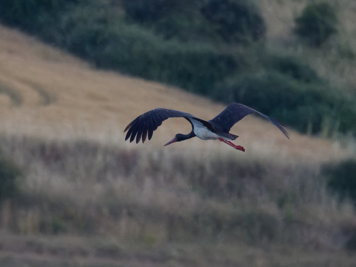 Black Stork - ML620369396
