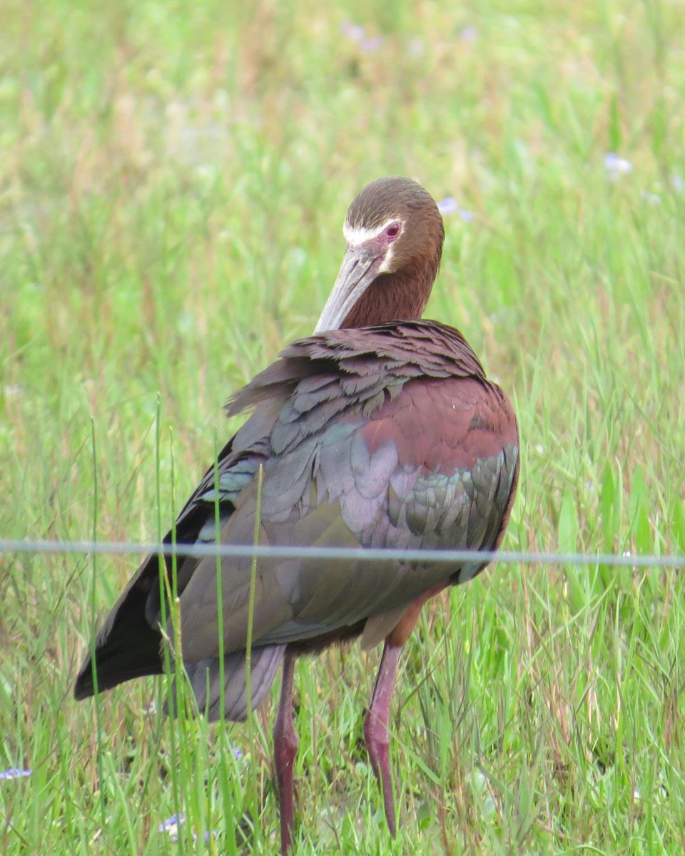 White-faced Ibis - ML620369402