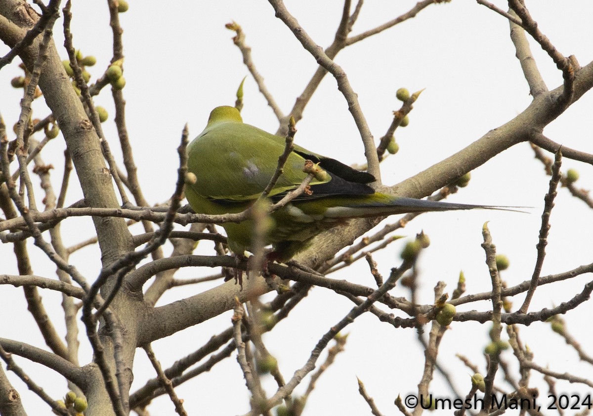 Pin-tailed Green-Pigeon - ML620369409