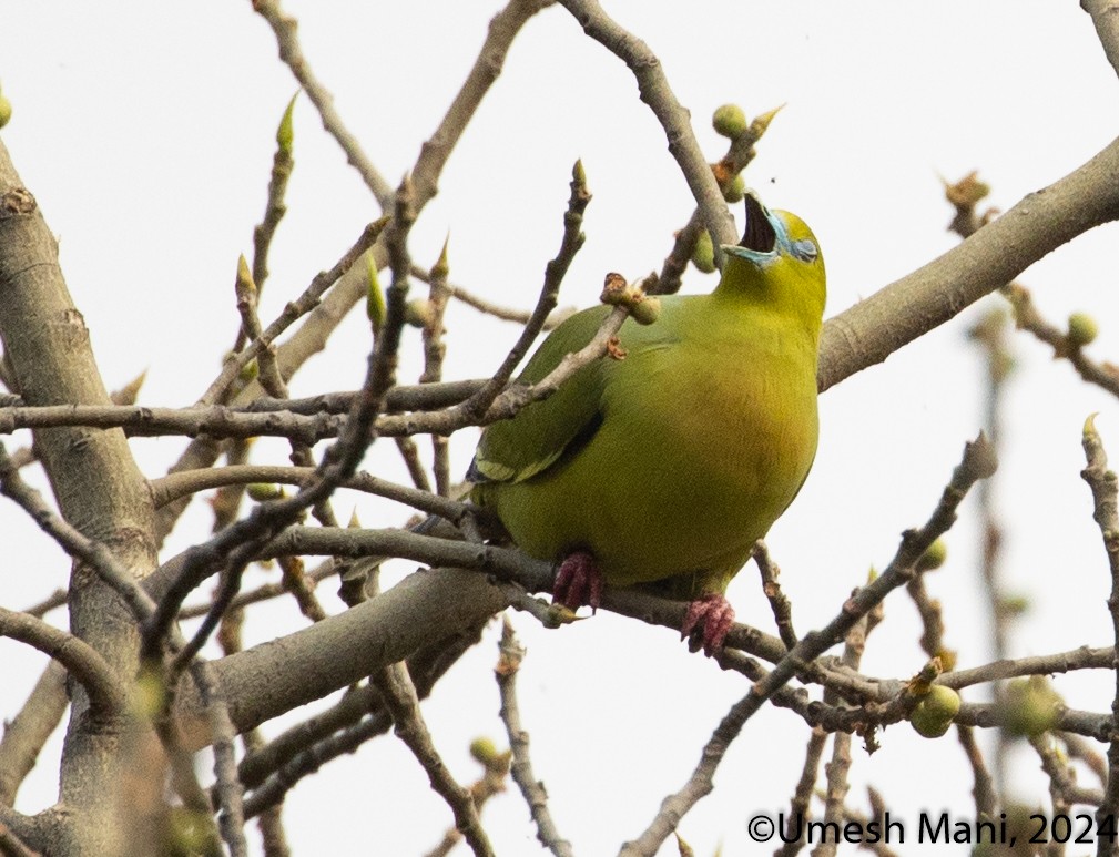 Pin-tailed Green-Pigeon - ML620369412