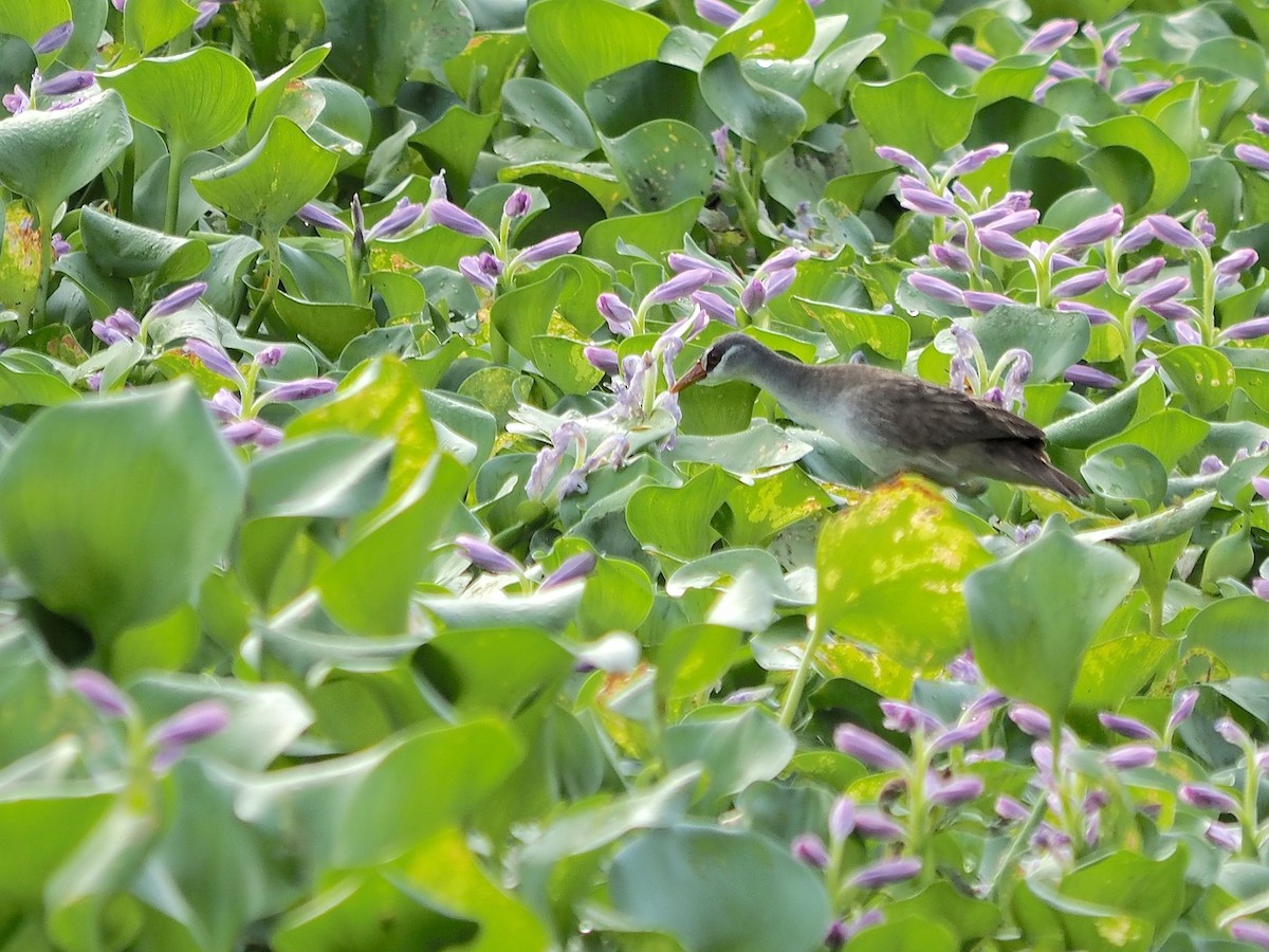 White-browed Crake - ML620369416