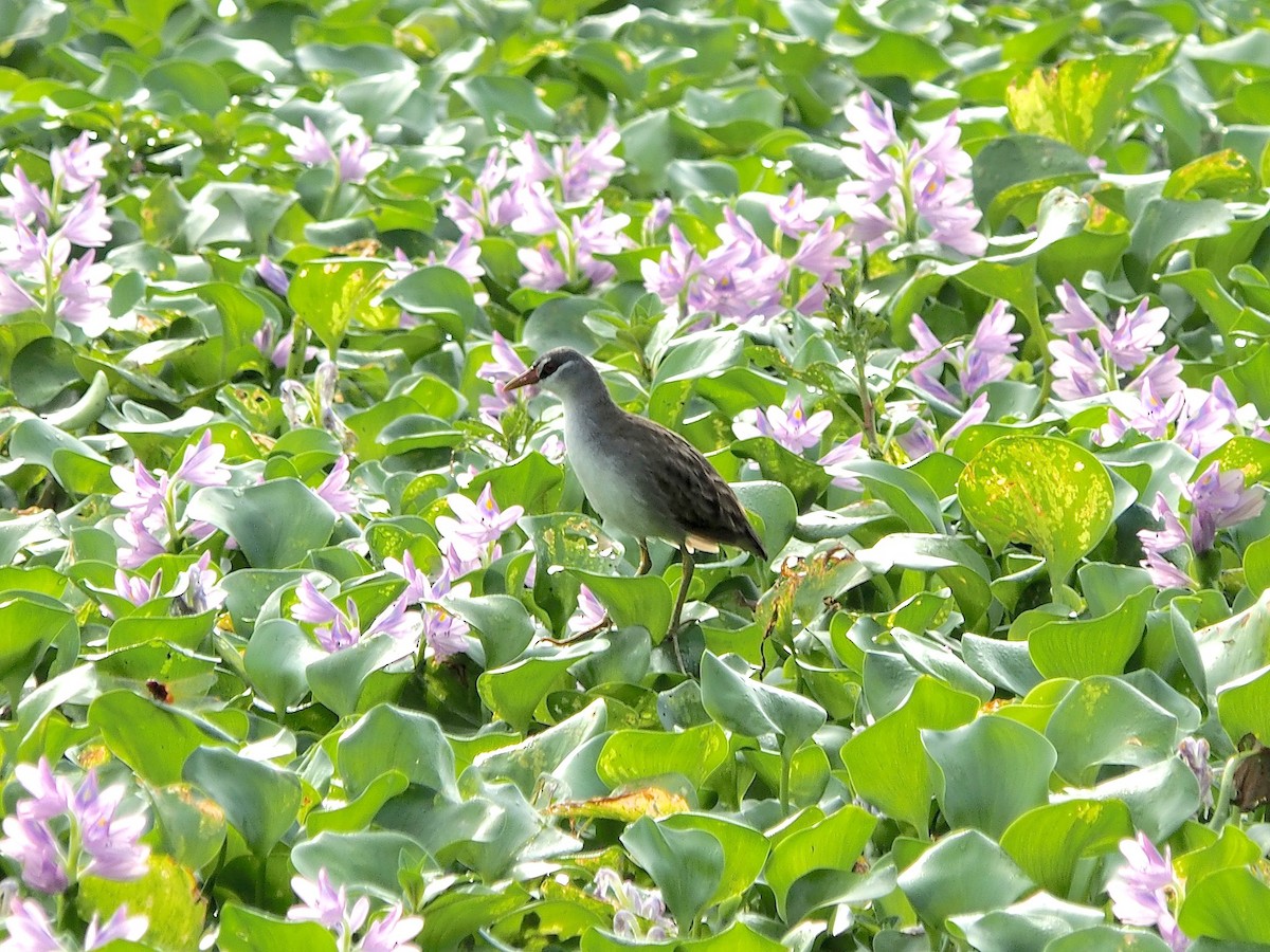 White-browed Crake - ML620369417