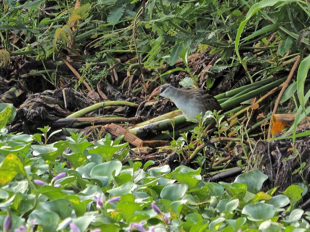 White-browed Crake - ML620369420