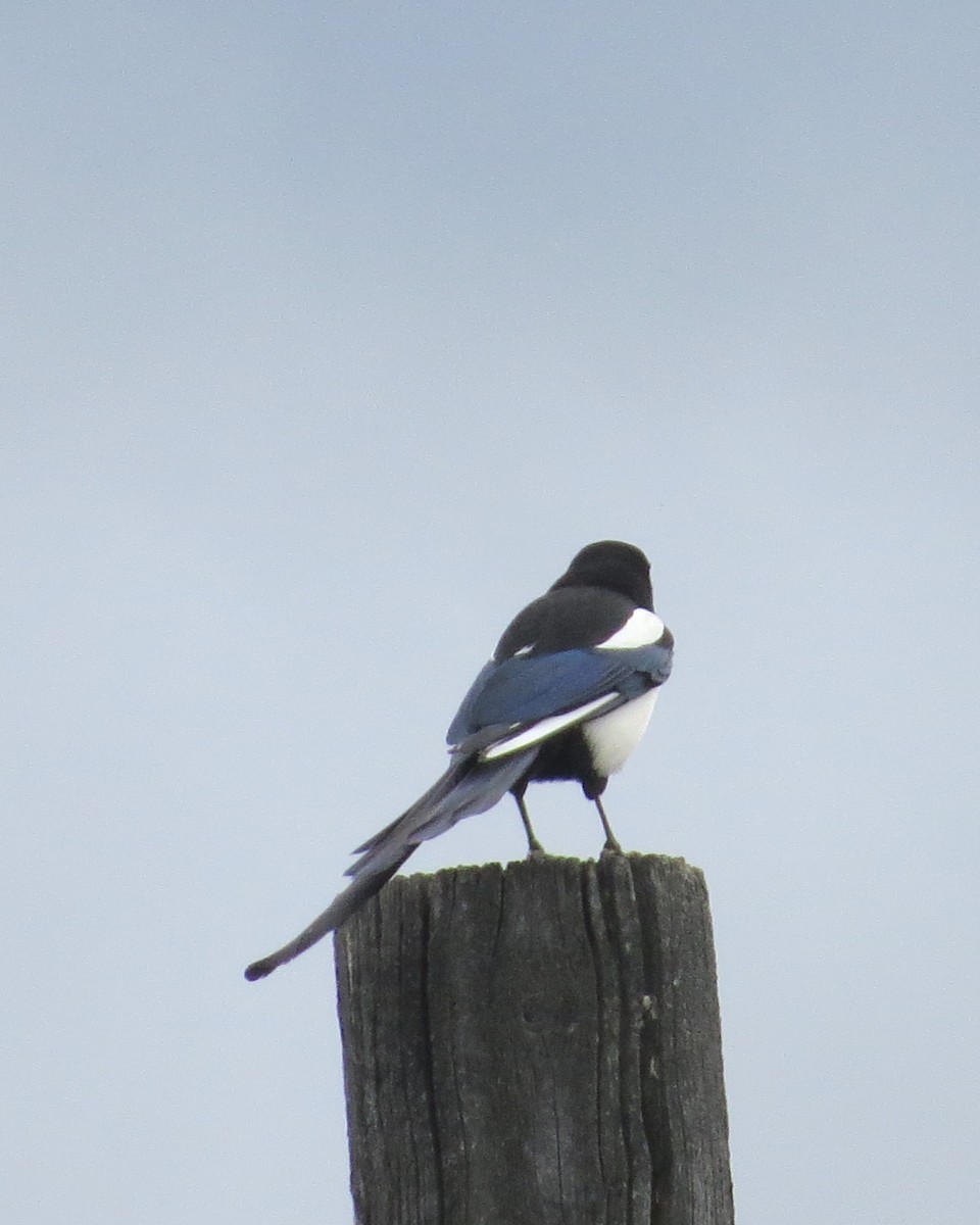 Black-billed Magpie - ML620369431