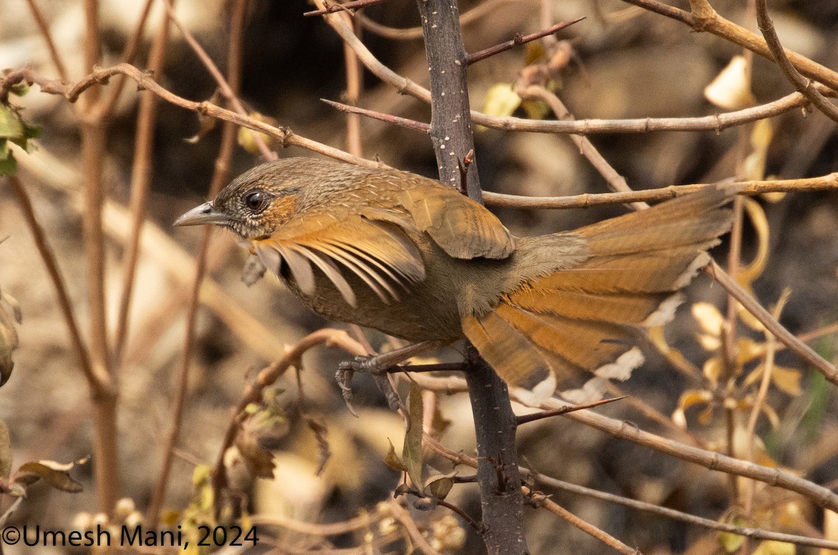 Streaked Laughingthrush - ML620369447