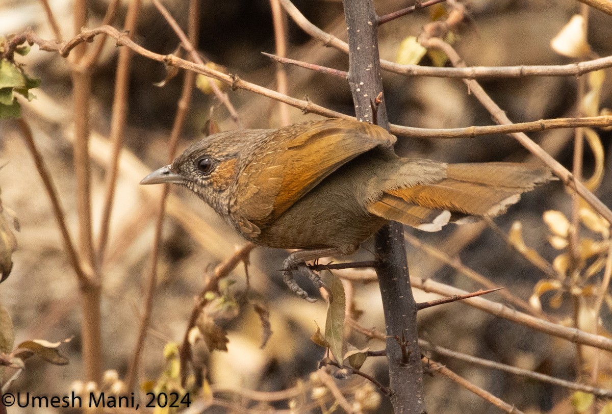 Streaked Laughingthrush - ML620369448