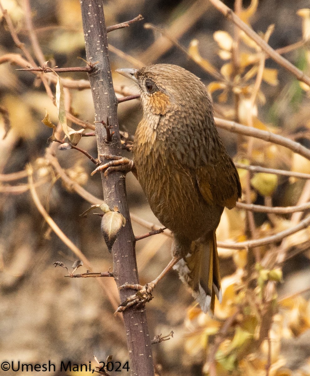 Streaked Laughingthrush - ML620369449