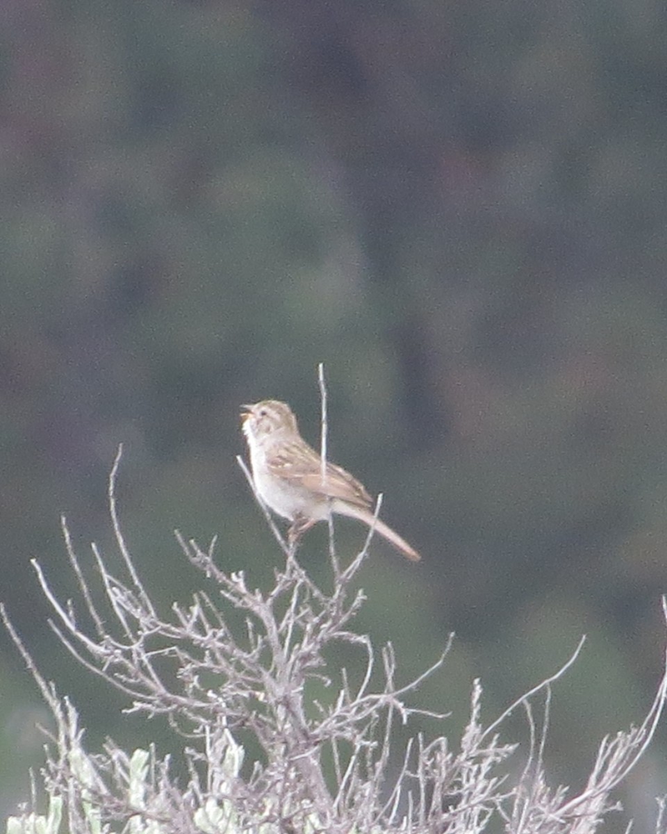 Brewer's Sparrow - ML620369451