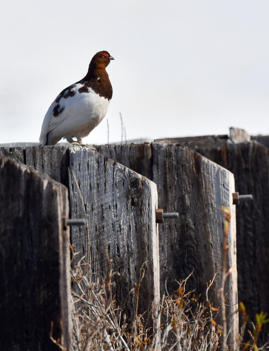 Willow Ptarmigan - ML620369458