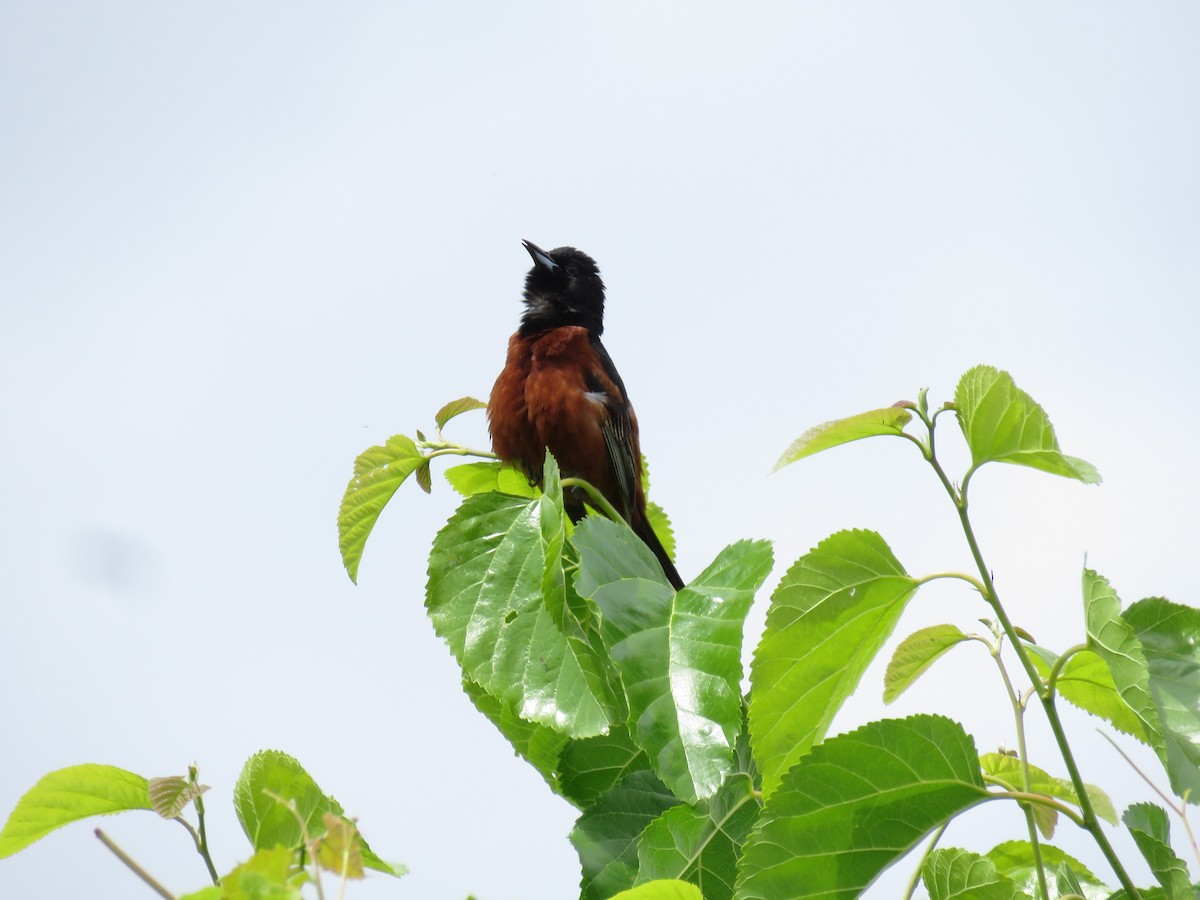 Orchard Oriole - ML620369468