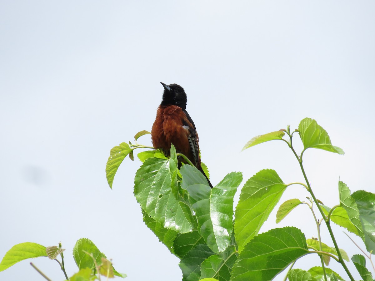 Orchard Oriole - ML620369469