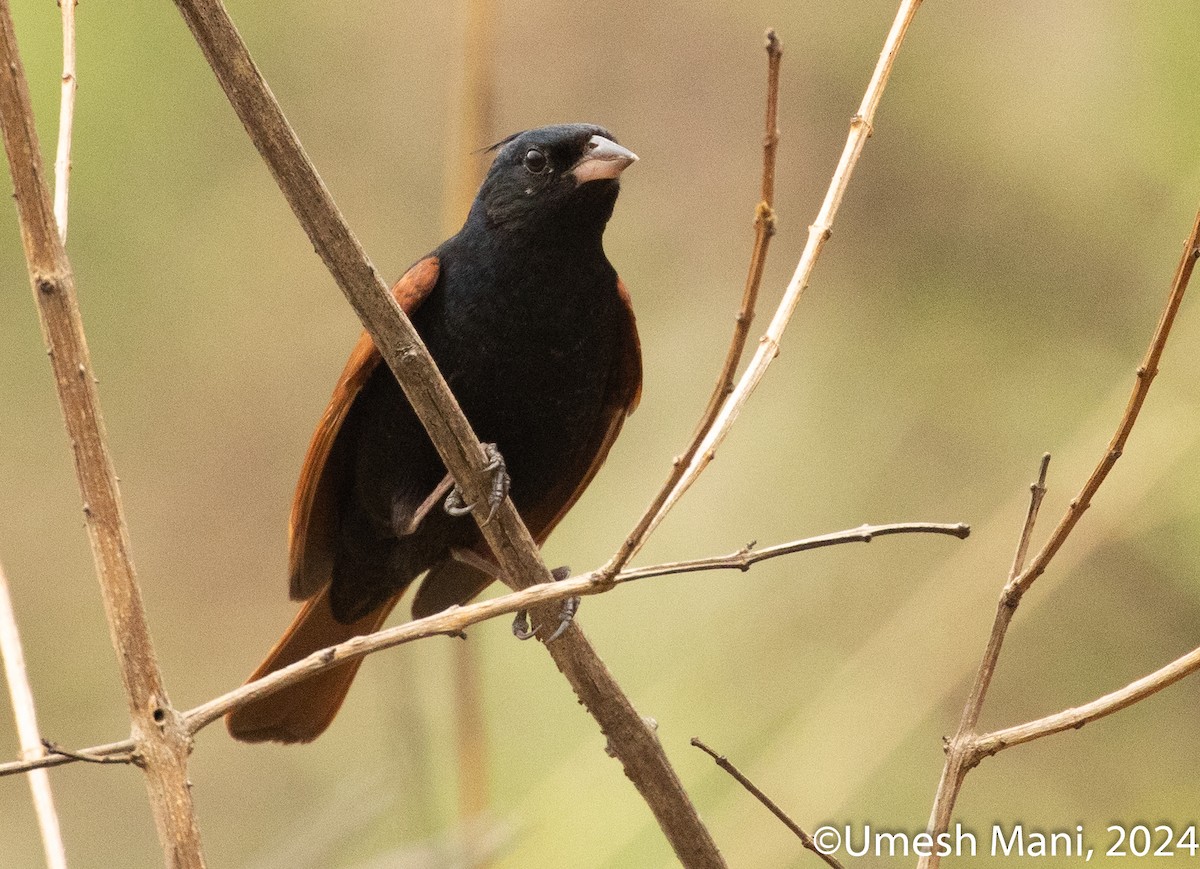 Crested Bunting - ML620369472