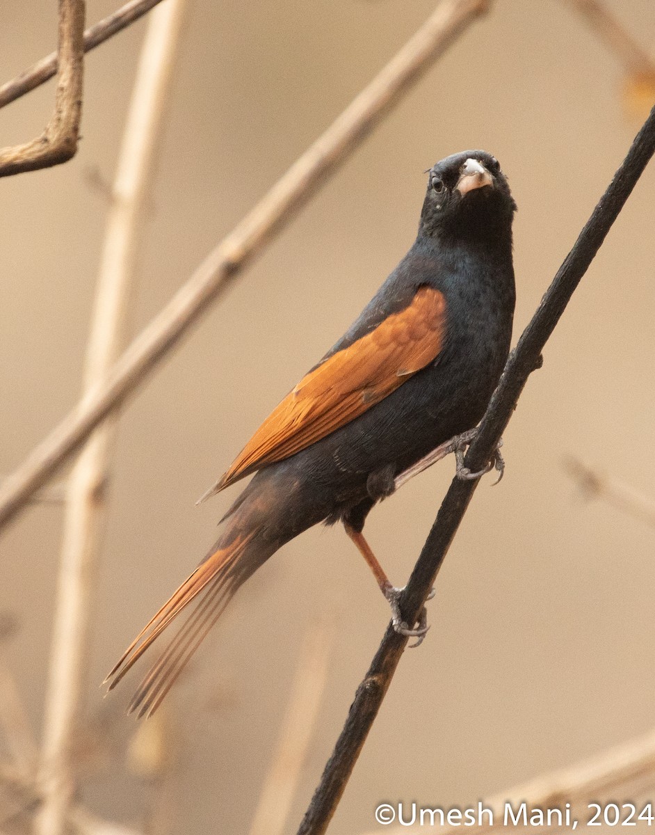 Crested Bunting - ML620369473