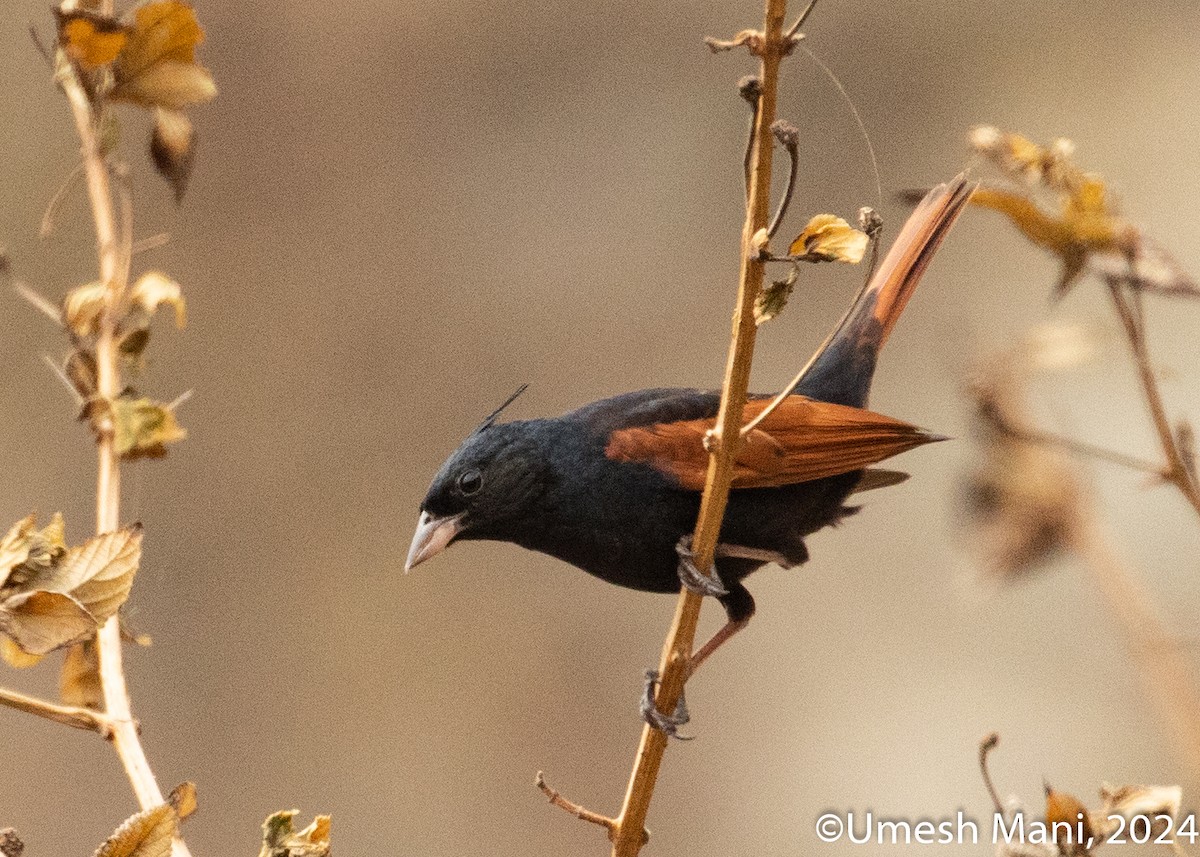 Crested Bunting - ML620369474