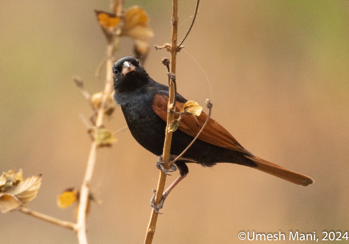 Crested Bunting - ML620369475