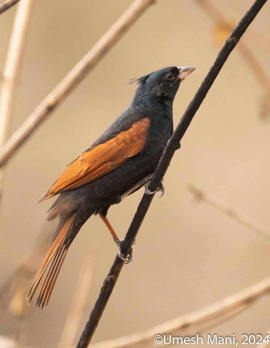 Crested Bunting - ML620369476
