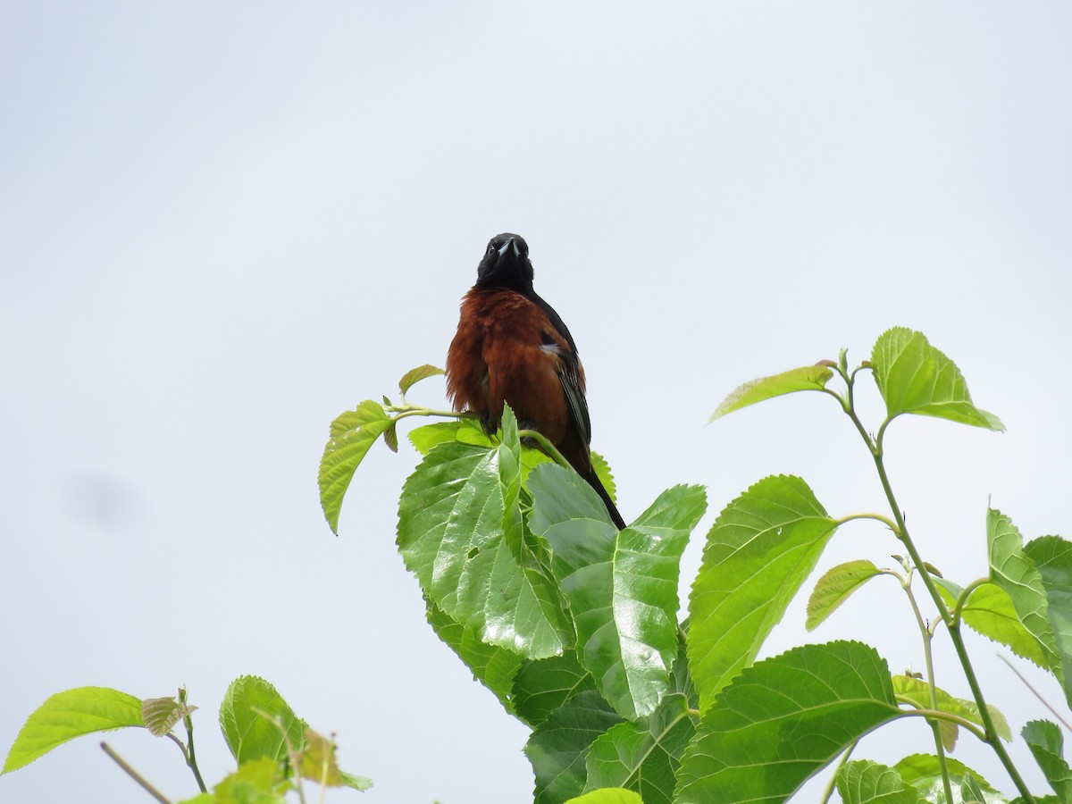 Orchard Oriole - ML620369481