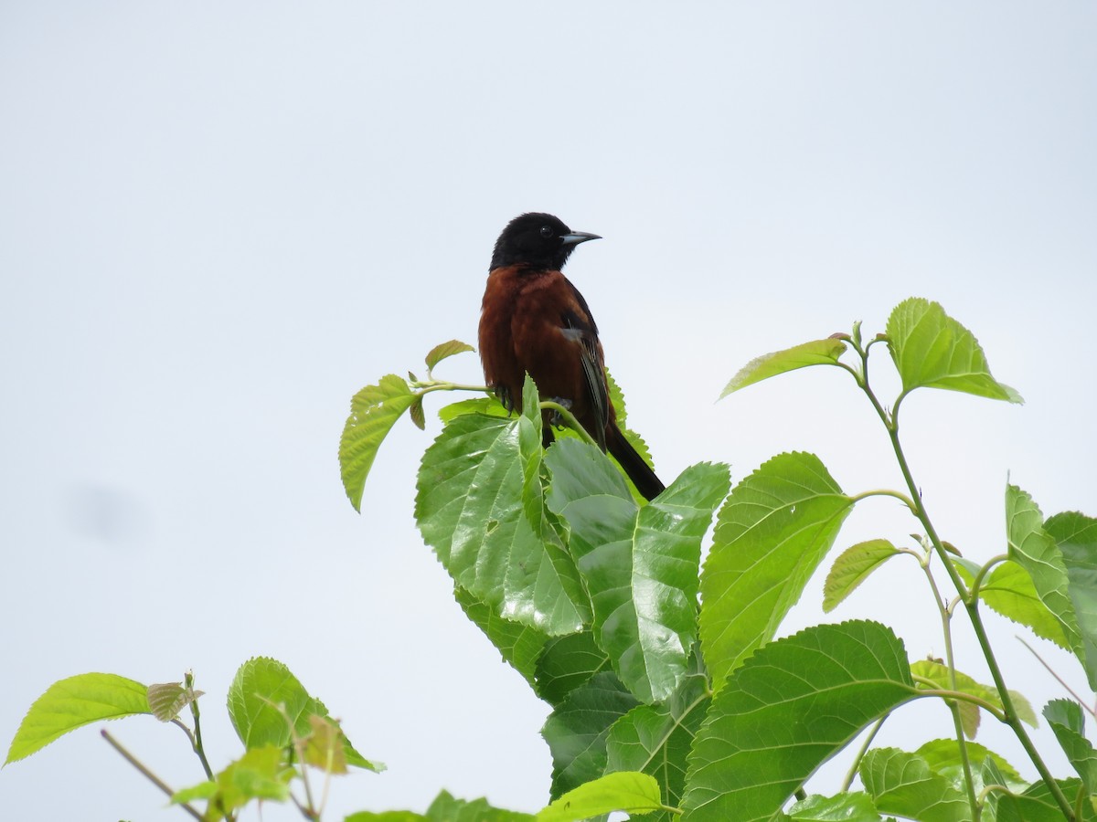 Orchard Oriole - ML620369482