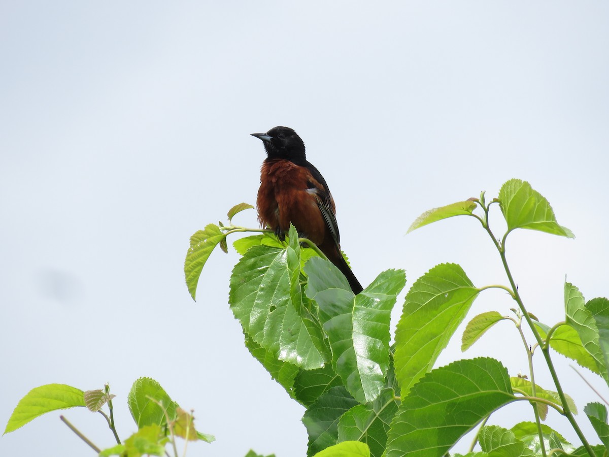 Orchard Oriole - ML620369483