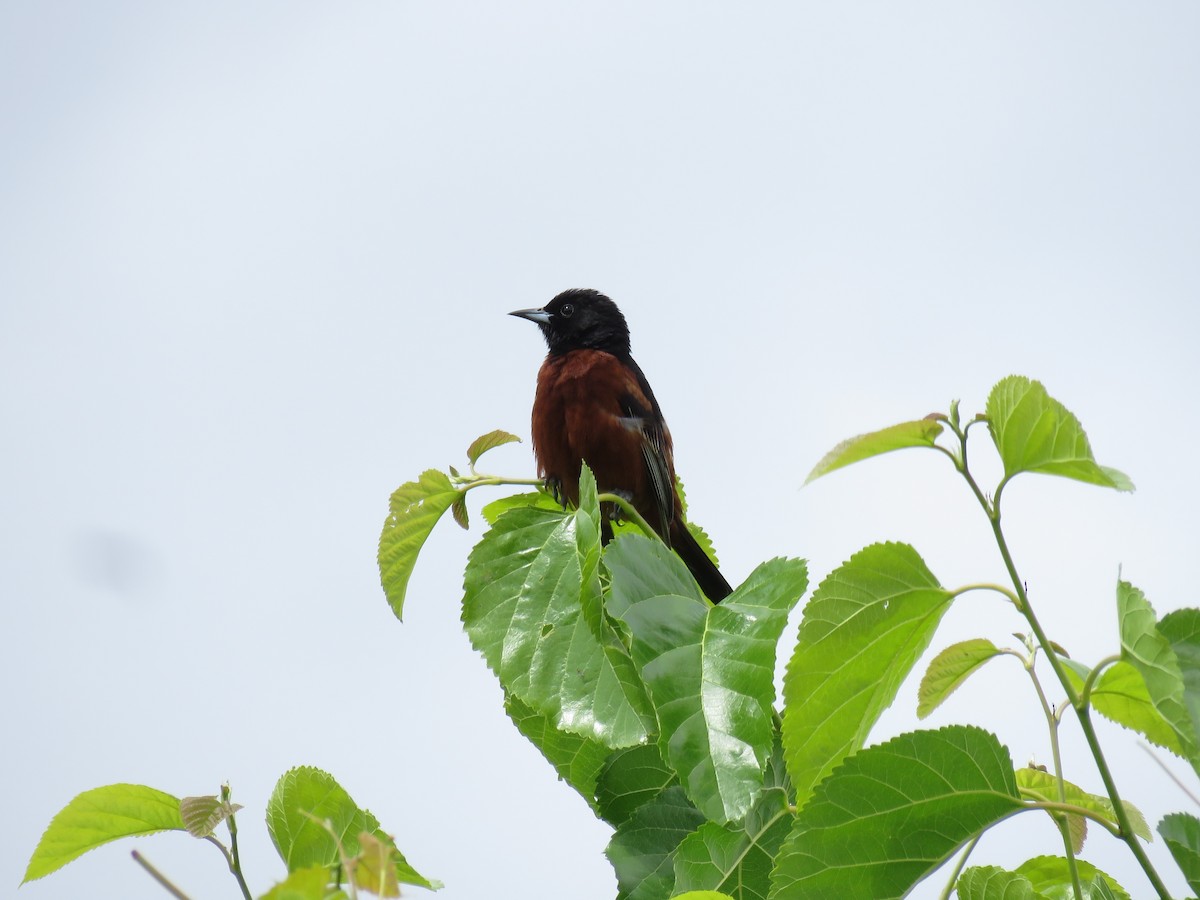 Orchard Oriole - ML620369484