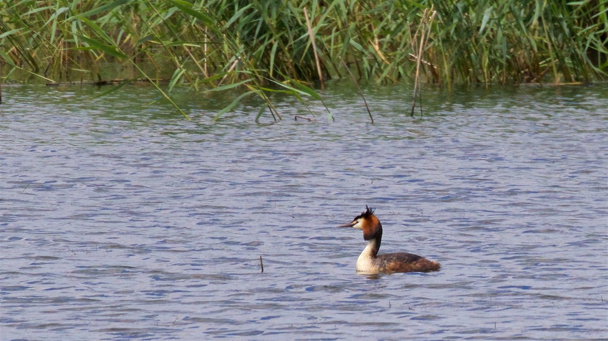 Great Crested Grebe - ML620369486