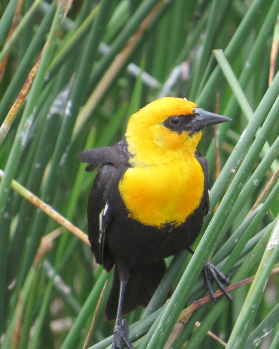 Yellow-headed Blackbird - ML620369487