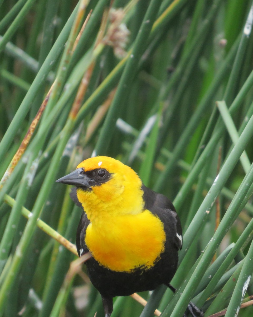 Yellow-headed Blackbird - ML620369488