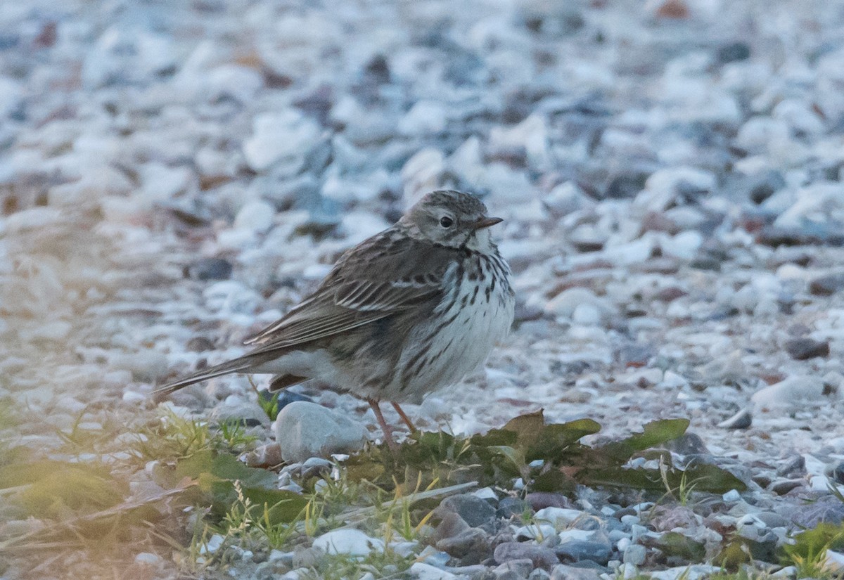 Meadow Pipit - ML620369497