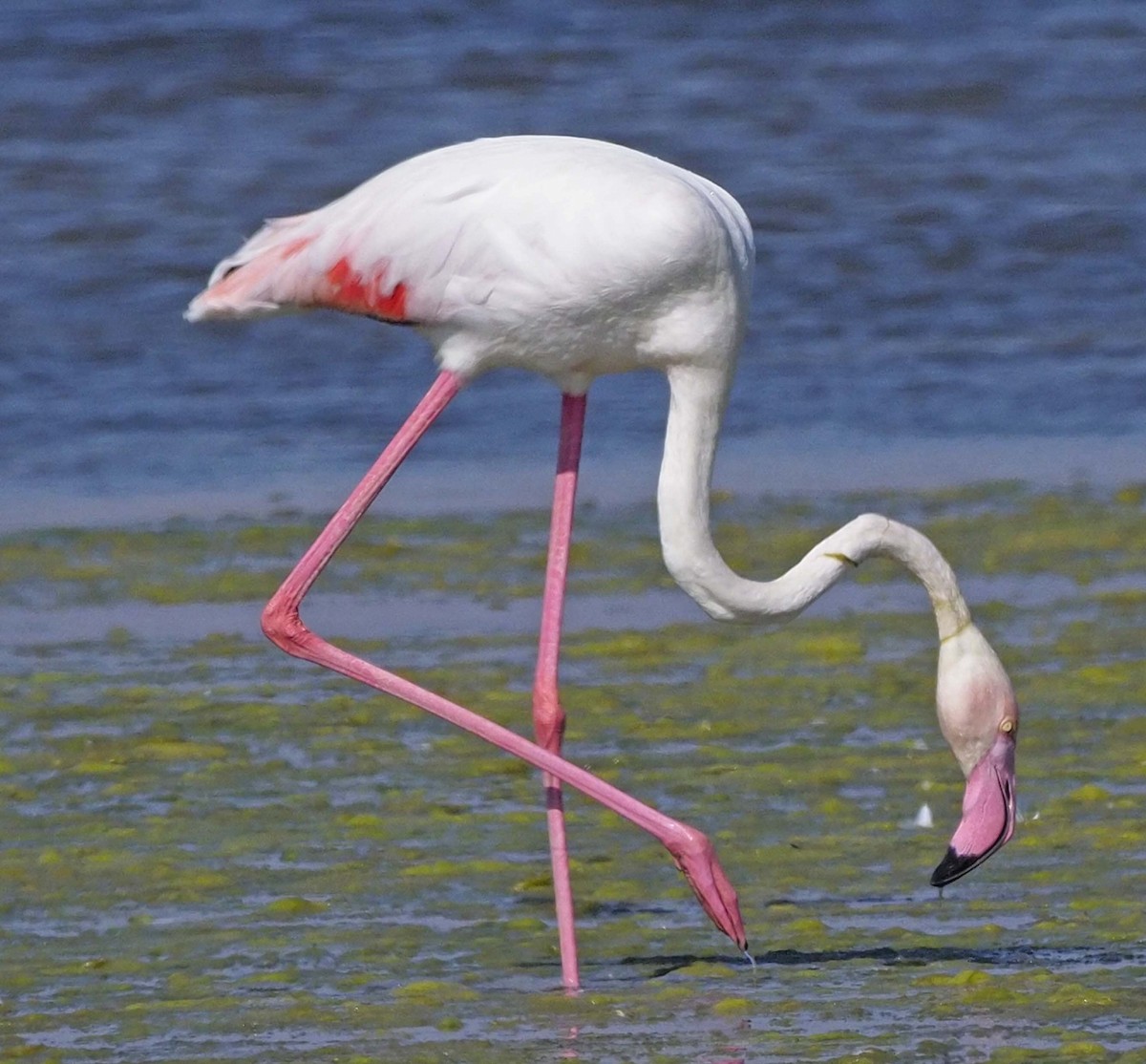 Greater Flamingo - ML620369505