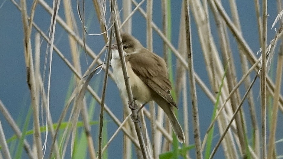 Common Reed Warbler - ML620369534