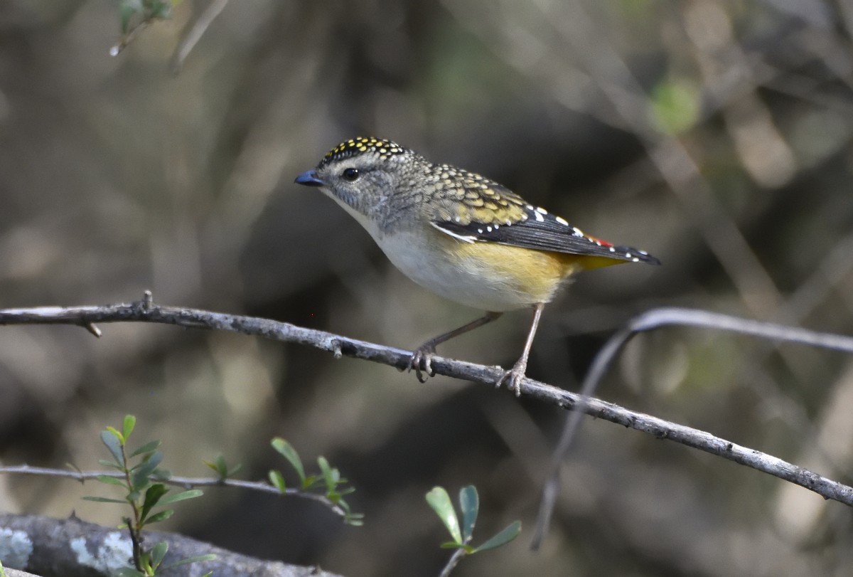 Spotted Pardalote (Spotted) - ML620369535