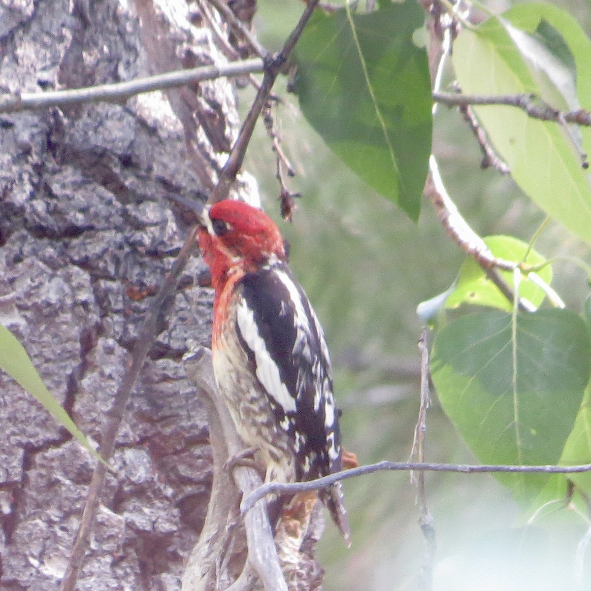 Red-breasted Sapsucker - ML620369544