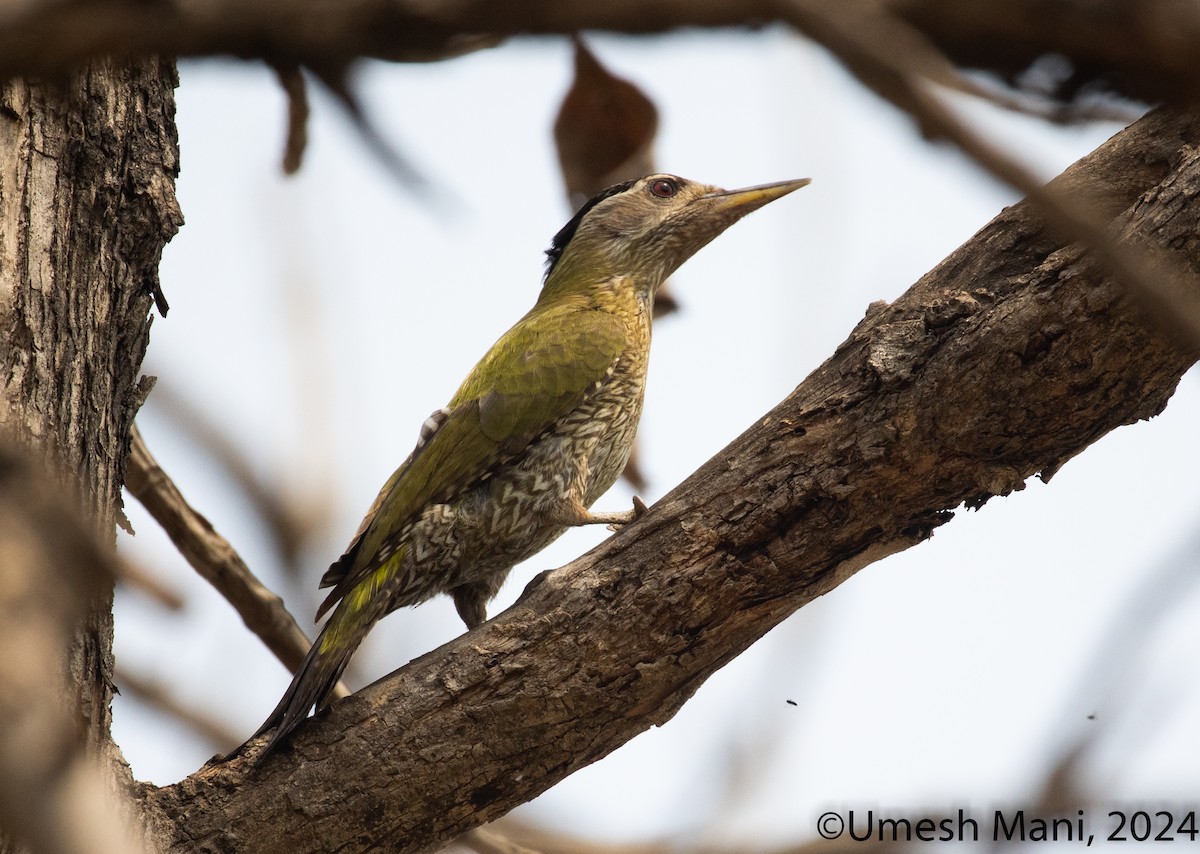 Streak-throated Woodpecker - ML620369548