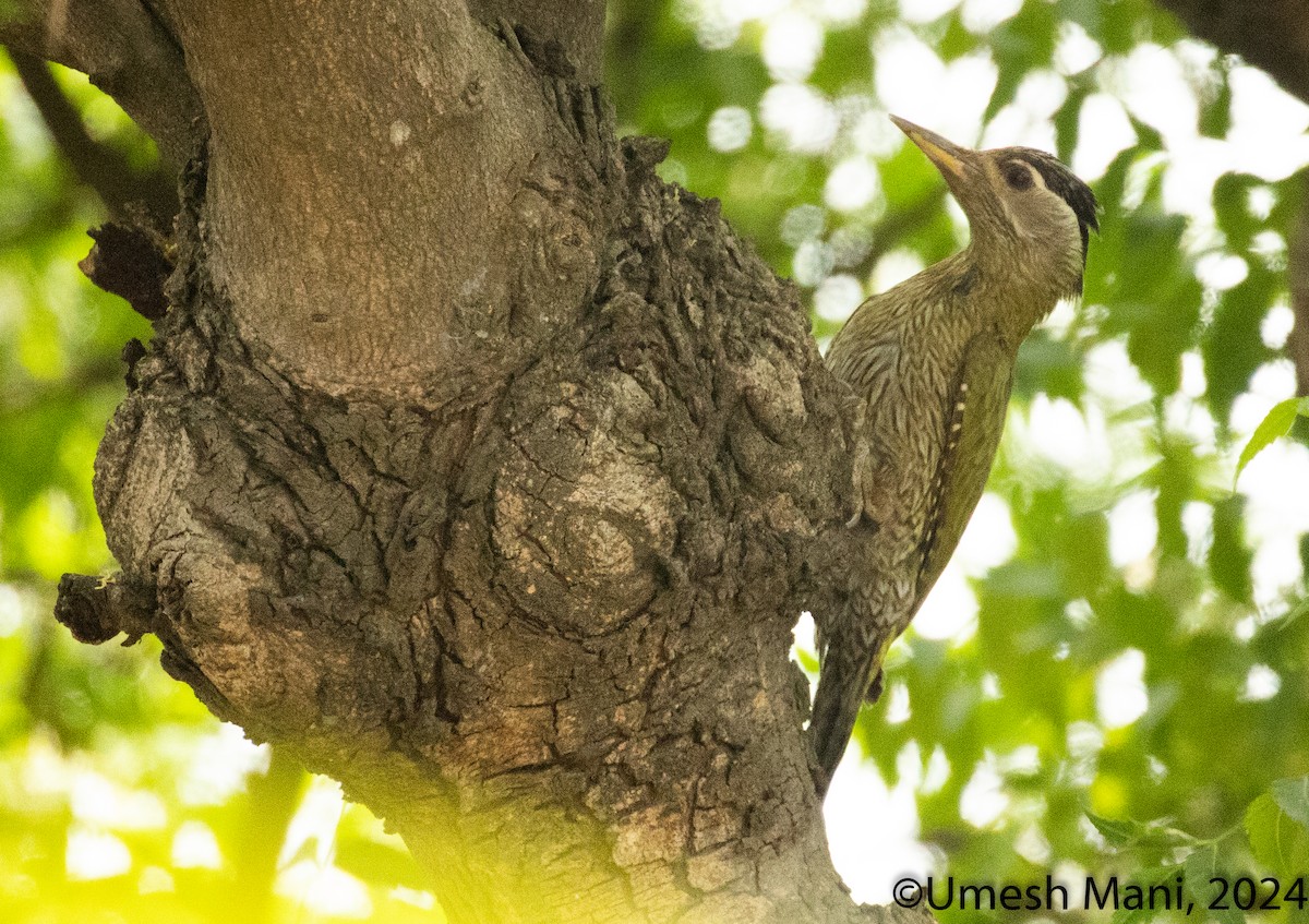 Streak-throated Woodpecker - ML620369549