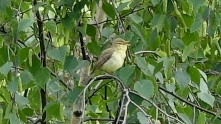 Melodious Warbler - ML620369551