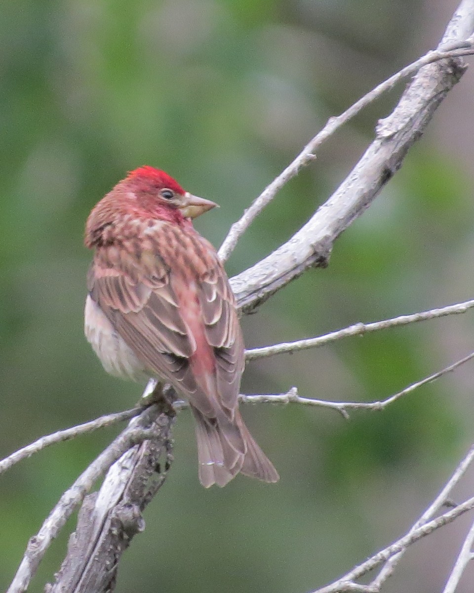 Cassin's Finch - ML620369552