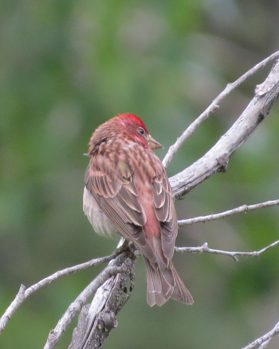 Cassin's Finch - ML620369553