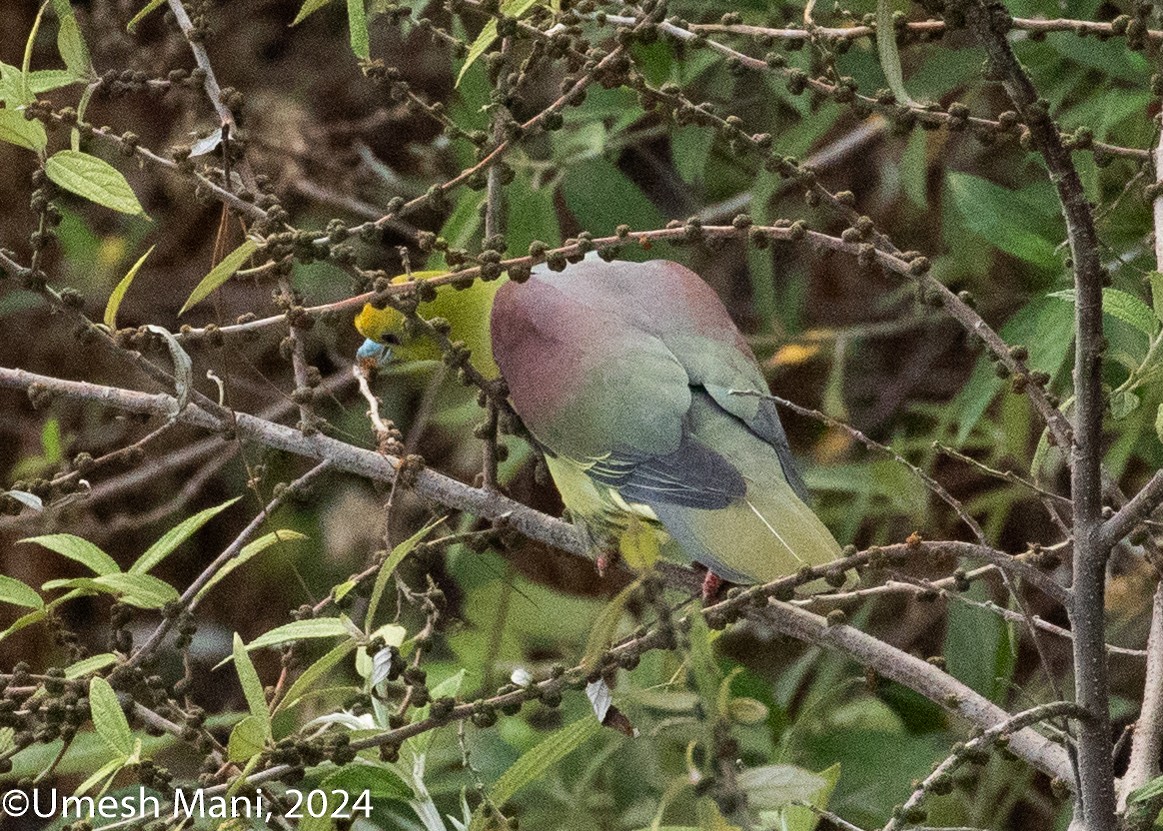 Wedge-tailed Green-Pigeon - ML620369587