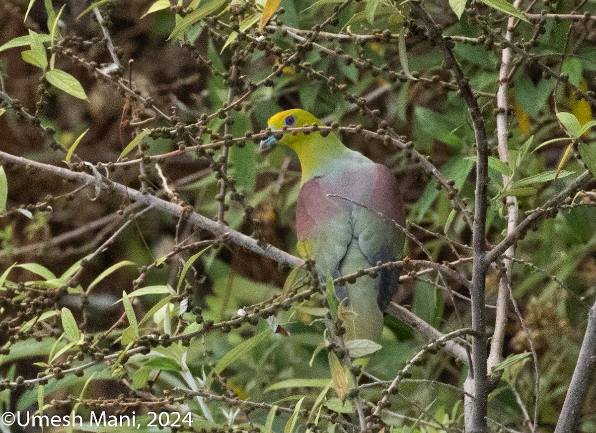 Wedge-tailed Green-Pigeon - Umesh Mani